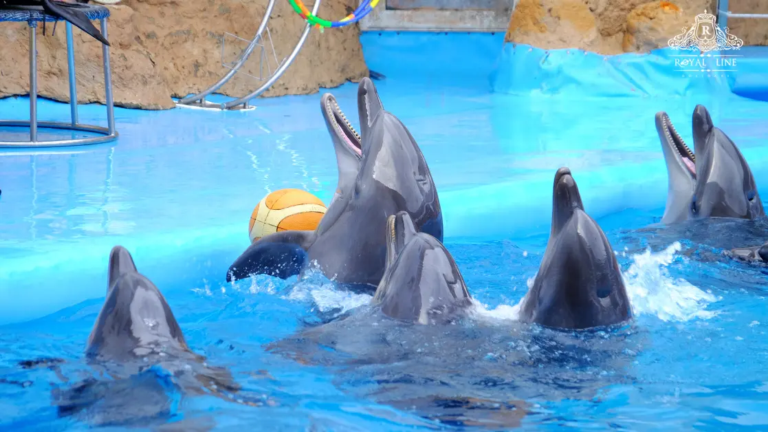 What Makes Dubai Dolphinarium Stand Out
