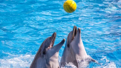 Best Dubai Dolphinarium Tours for 2025