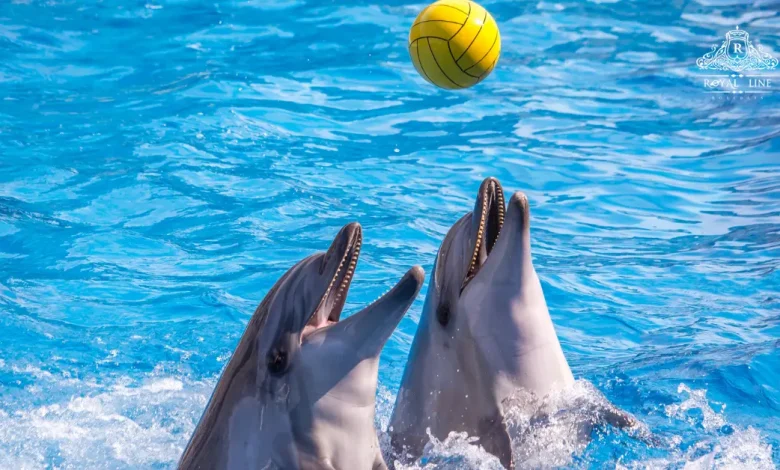 Best Dubai Dolphinarium Tours for 2025