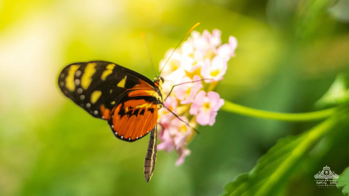 Tours & Transfers: How They Work