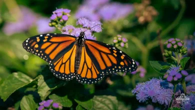 Butterfly Garden Dubai