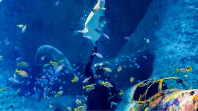 The National Aquarium Abu Dhabi