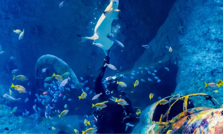 The National Aquarium Abu Dhabi