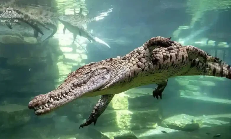 dubai Crocodile Park