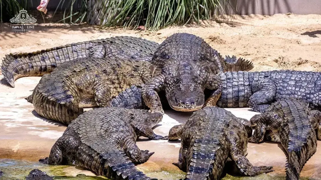 Immersive Habitats: Lakes, Waterfalls, Islands, and Sandbanks