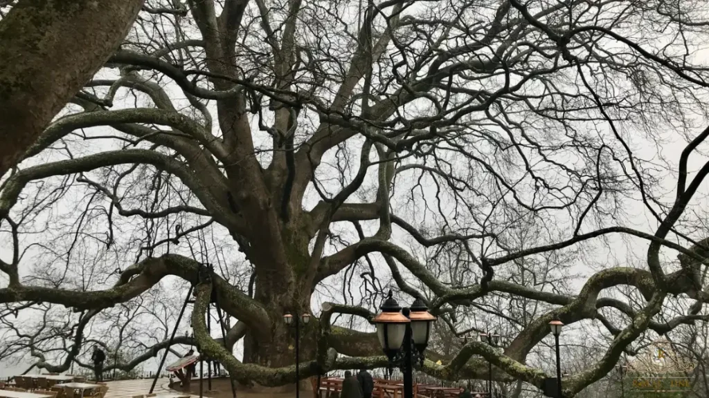 The Historical Inkaya Tree