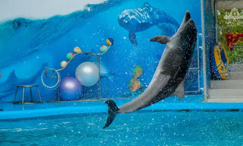 Dolphinarium